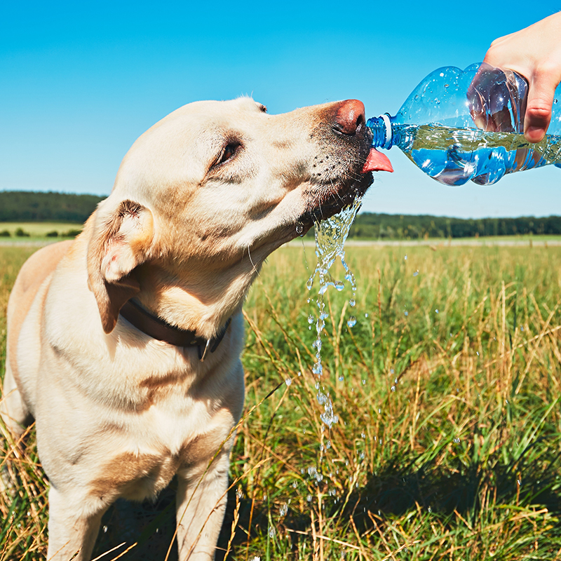 Hot Weather Safety Tips for Pets